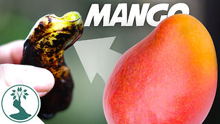 Monstrous Mango Fruit Seed Planting | Growing Mango From Seed