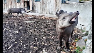 Relationship between the tapirs