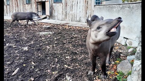 Relationship between the tapirs