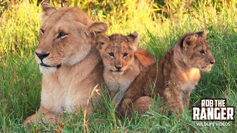Core Marsh Lion Pride And Cubs | Maasai Mara Safari | Zebra Plains