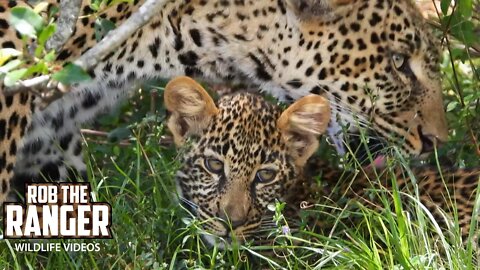 Leopard And Cub Finish A Meal | Maasai Mara Safari | Zebra Plains