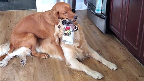 Golden Retriever Bottle Standoff