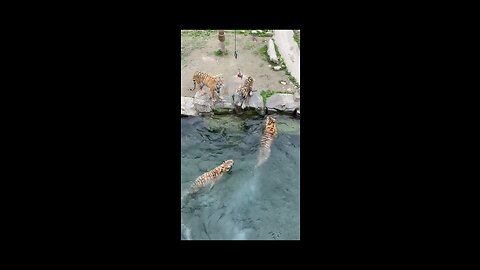 BIG CATS TRYING TO CATCH A MEAL.