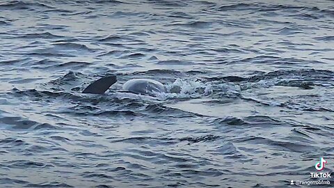 Dolphin tour with Ranger Rob