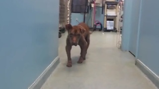 Severely neglected pitbull gets a second chance at life