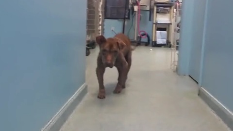 Severely neglected pitbull gets a second chance at life