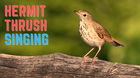 Hermit Thrush Singing - One of the best bird singing in the world - BirdSongUniverse