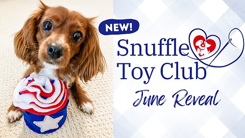 June Snuffle Dog Toy Box Kit Reveal 👀