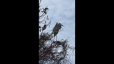 Great Blue Heron Perched On Tree Branch #greatblueheron #GBH #FreedomPark #LiveStream #tiktoklive