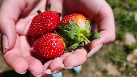 Picking Strawberries- Sasser, Georgia