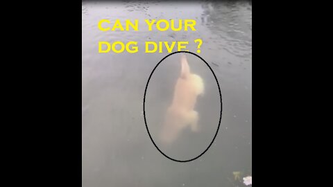 Can Your Dog Dive ?