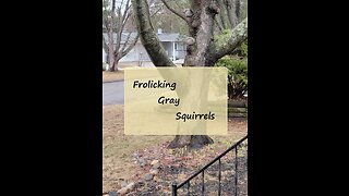 Frolicking Gray Squirrels