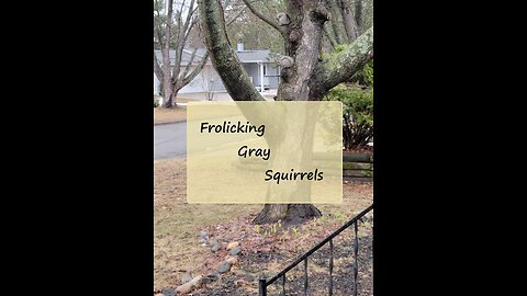 Frolicking Gray Squirrels