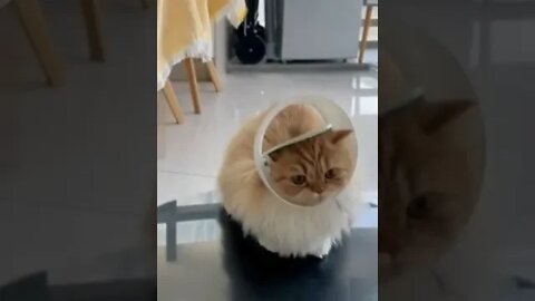 funny cat playing and trapped in a bucket #petsandwild #funnycats #catsofinstagram