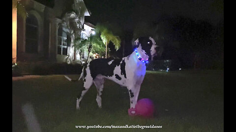 Lit Up Great Dane Has Fun Chasing Jolly Ball At Night