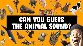 Guess The Animal BY SOUND!