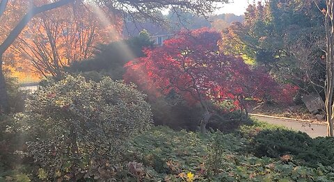 Amazing Japanese Maples on a Crisp Sunny Morning, 2023, Spectacular!!