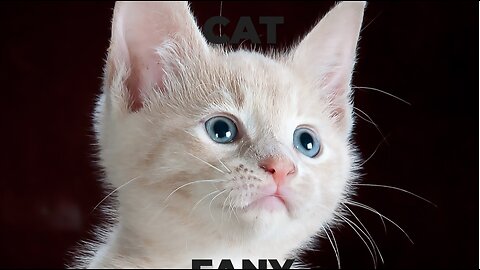 Cat videos | Fanny cat | Kitty cat video