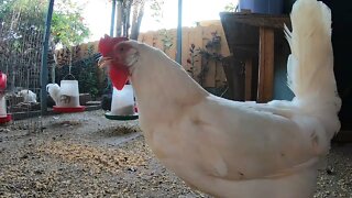 Backyard Chickens Fun Coop Activity Sounds Noises Hens Clucking Roosters Crowing!