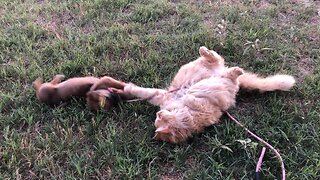 Barn cat and puppy