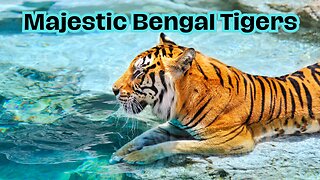 Majestic Bengal Tigers of the Jungle