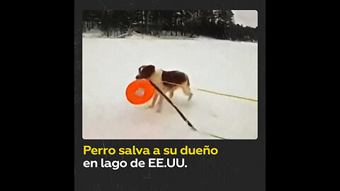Perro ayuda a salvar a un hombre que cayó en un lago congelado en EE.UU.