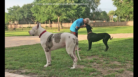 Adopted Great Dane Learns To Play in her new Home