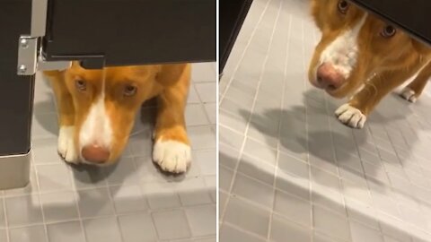 Puppy stares at stranger from underneath stall in public bathroom