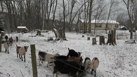 Let's Goat Buffalo accepting Christmas tree donations