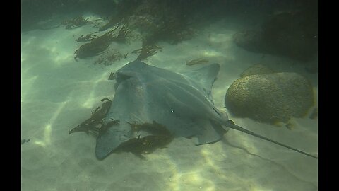 Bat rays and spearfishing - July 24, 2023