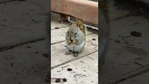 Listen to the noises this squirrel makes