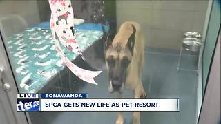 Creature Comforts Pet Resort brings new life to old SPCA