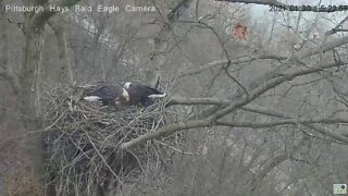 Hays Eagles Dad in with stick Mom with grass 2021 01 30 15 321pm