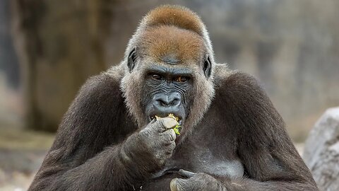 Female Gorilla—Morning Snack, Sony A1/Sony Alpha1, 4k
