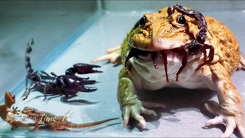 Asian Bullfrog Eats Scorpion and Lizards! Asian Bullfrog Live Feeding