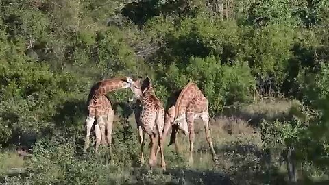 Friendship between giraffes