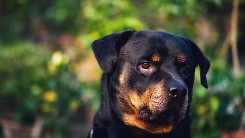 Giant King Shepherd amazing transformation | Huge furricane