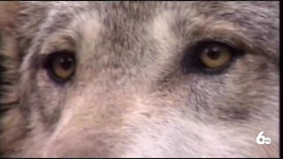 How has Idaho's wolf management bill played out so far?