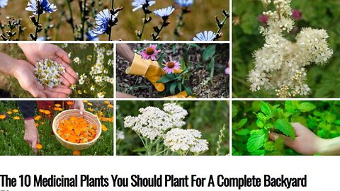 THE 10 MEDICINAL PLANTS YOU SHOULD PLANT FOR A COMPLETE BACKYARD PHARMACY