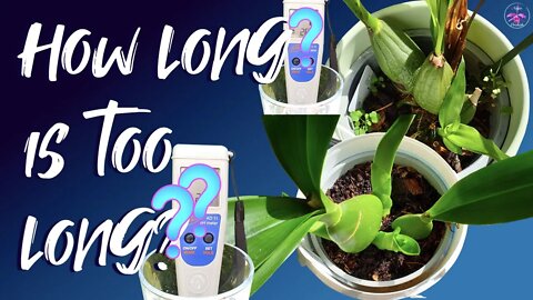 How long is too long to keep a new orchid in the nursery pot / old media? Must watch for pointers!👍🏼