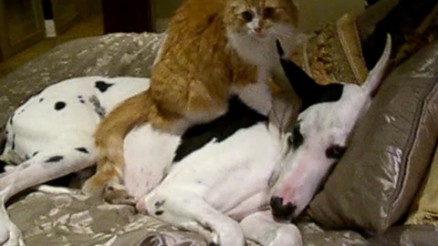 Cat gives Great Dane a loving massage