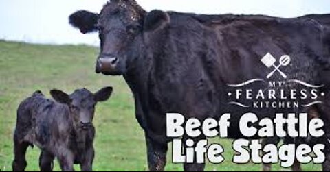 7 Signs Your Cow is Going to Calve Soon