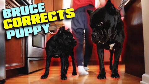 Cane Corso CORRECTS Puppy Hard Raw Vid TEACHES HIM A LESSON