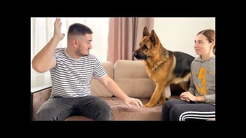 German shepherd is protecting the trainer from stranger and defending [Fake Situation]