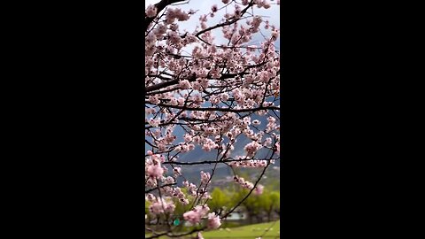 KASHMIR - PAKISTAN