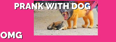 Troll Prank Dog Funny & fake Lion and Fake Tiger Prank To dog & Huge Box Prank to dog