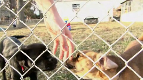 Two Puggles Licking Hand