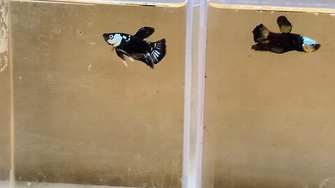 Newly selected bettas from my grow out tanks