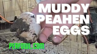 Muddy Peahen Eggs, Peacock Minute, peafowl.com