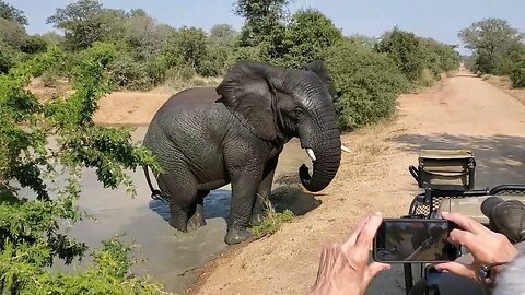 Elephant charge on humans